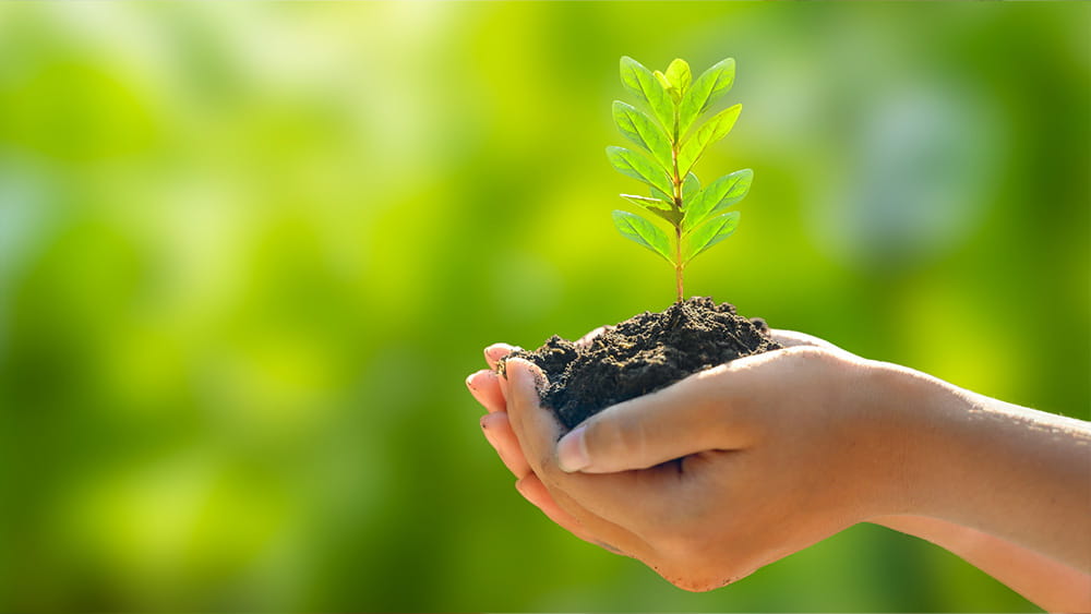 Two hands holding a small tree